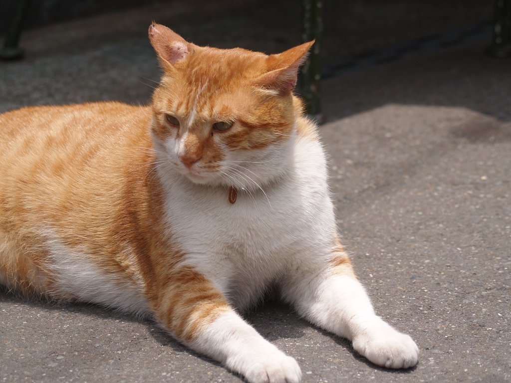 スフィンクスな猫
