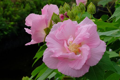 酔芙蓉