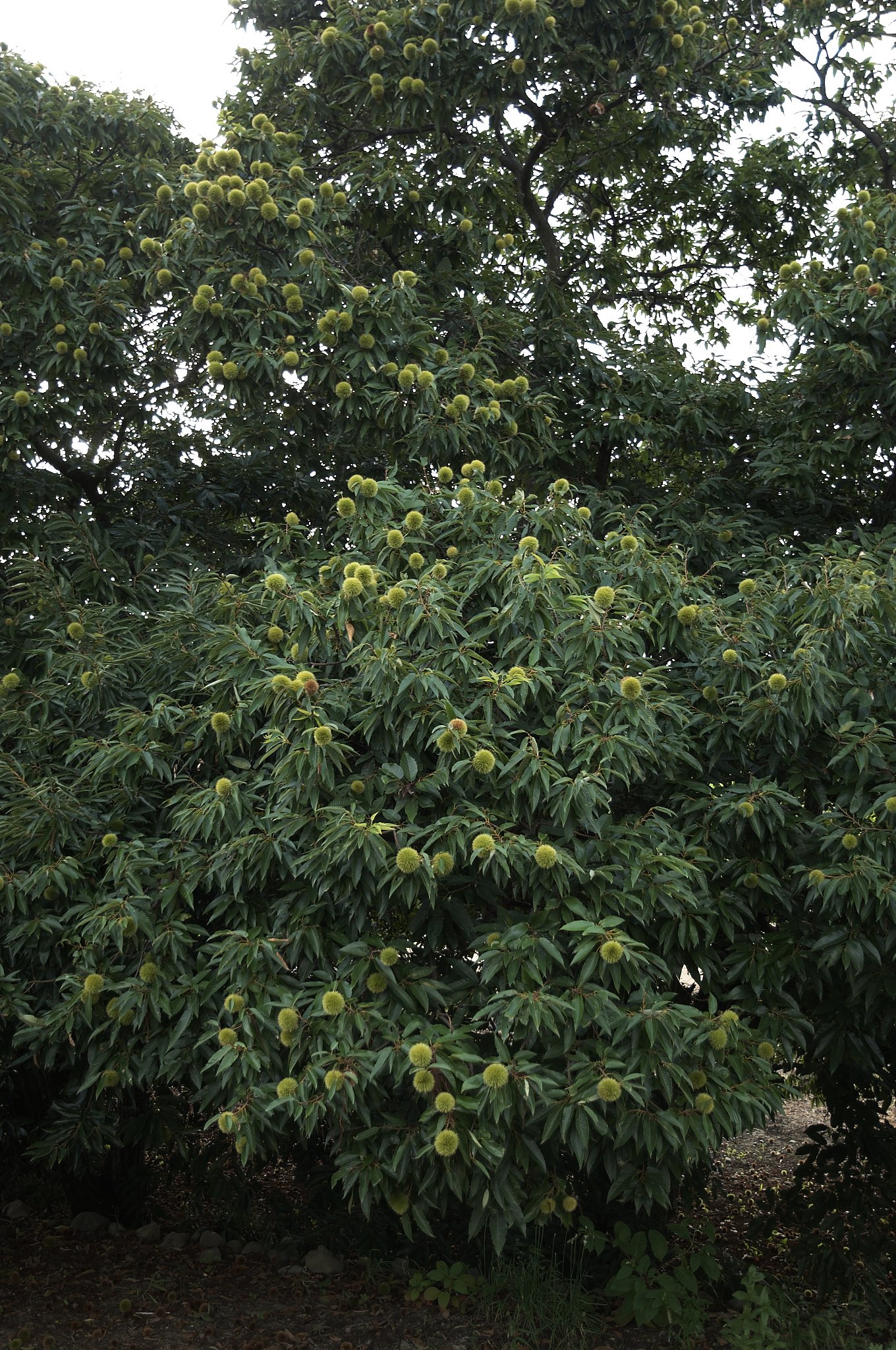 木