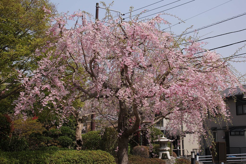 【桜花】枝垂れ桜