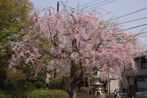 【桜花】枝垂れ桜