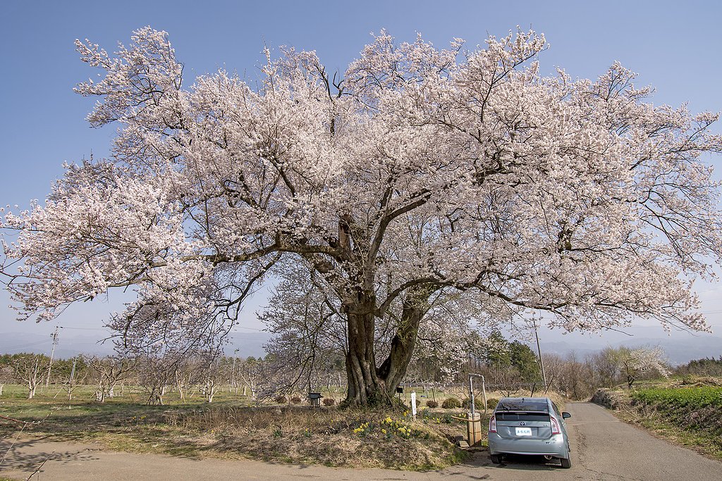 【桜花】ドライブ紀行　新田原の一本桜