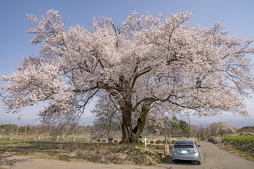 【桜花】ドライブ紀行　新田原の一本桜