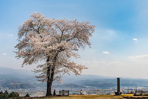 見下ろし桜　勝手名