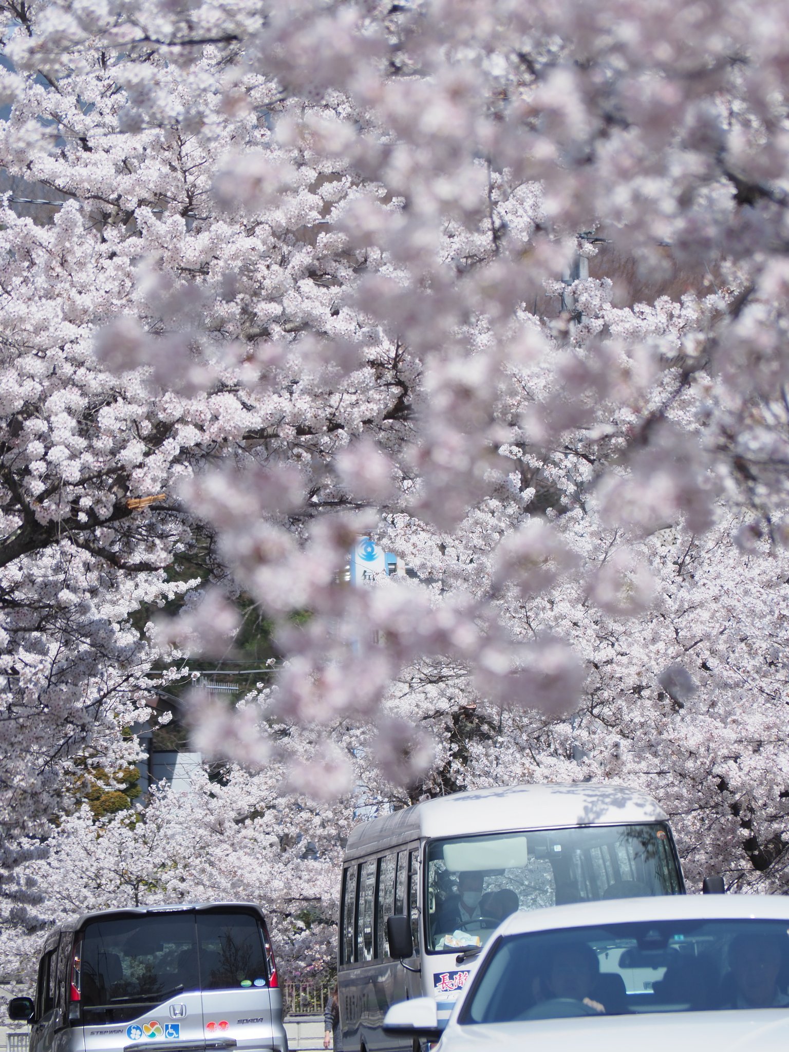 桜の通り抜け