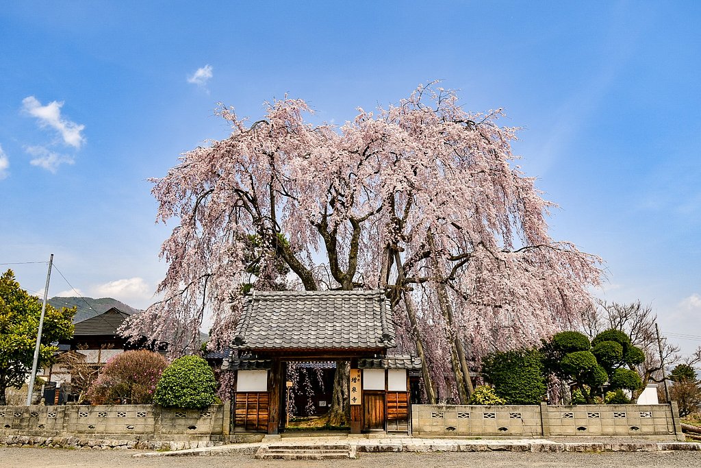 【桜花】ドライブ紀行  飯田市②