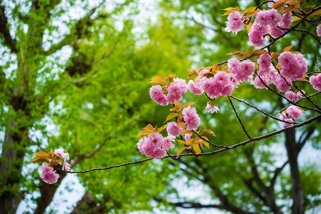 八重桜