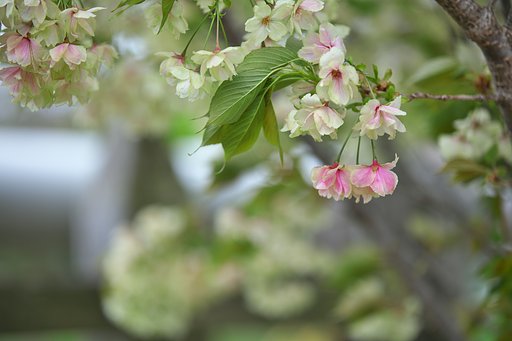 美人桜