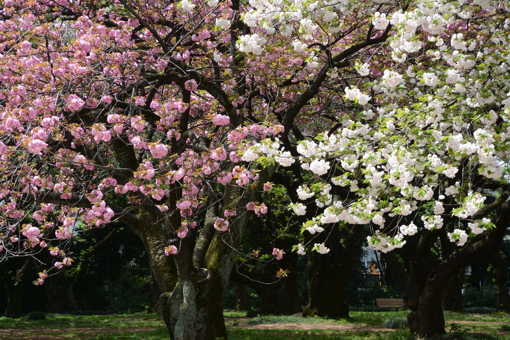 八重桜