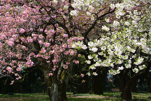 八重桜