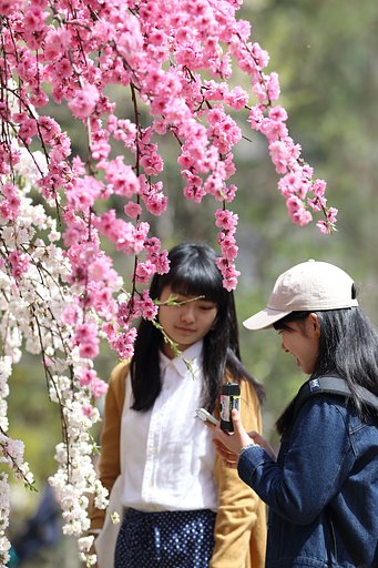 レンズ付きフィルム健在
