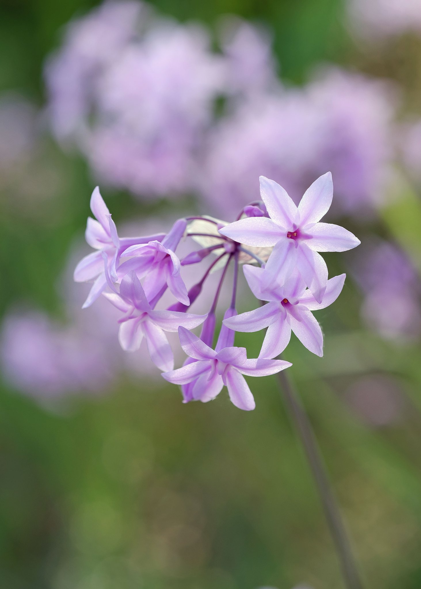 路に咲く花