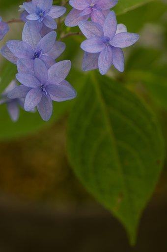 PENTAX-D FA MACRO 100mm F2.8