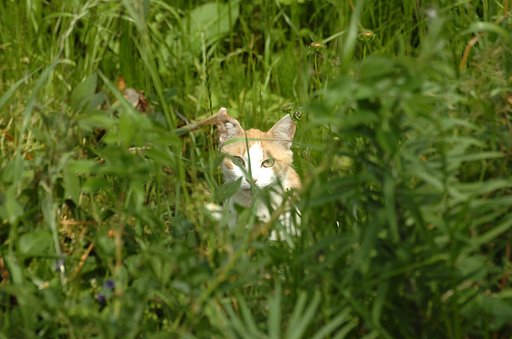 草むらのネコ