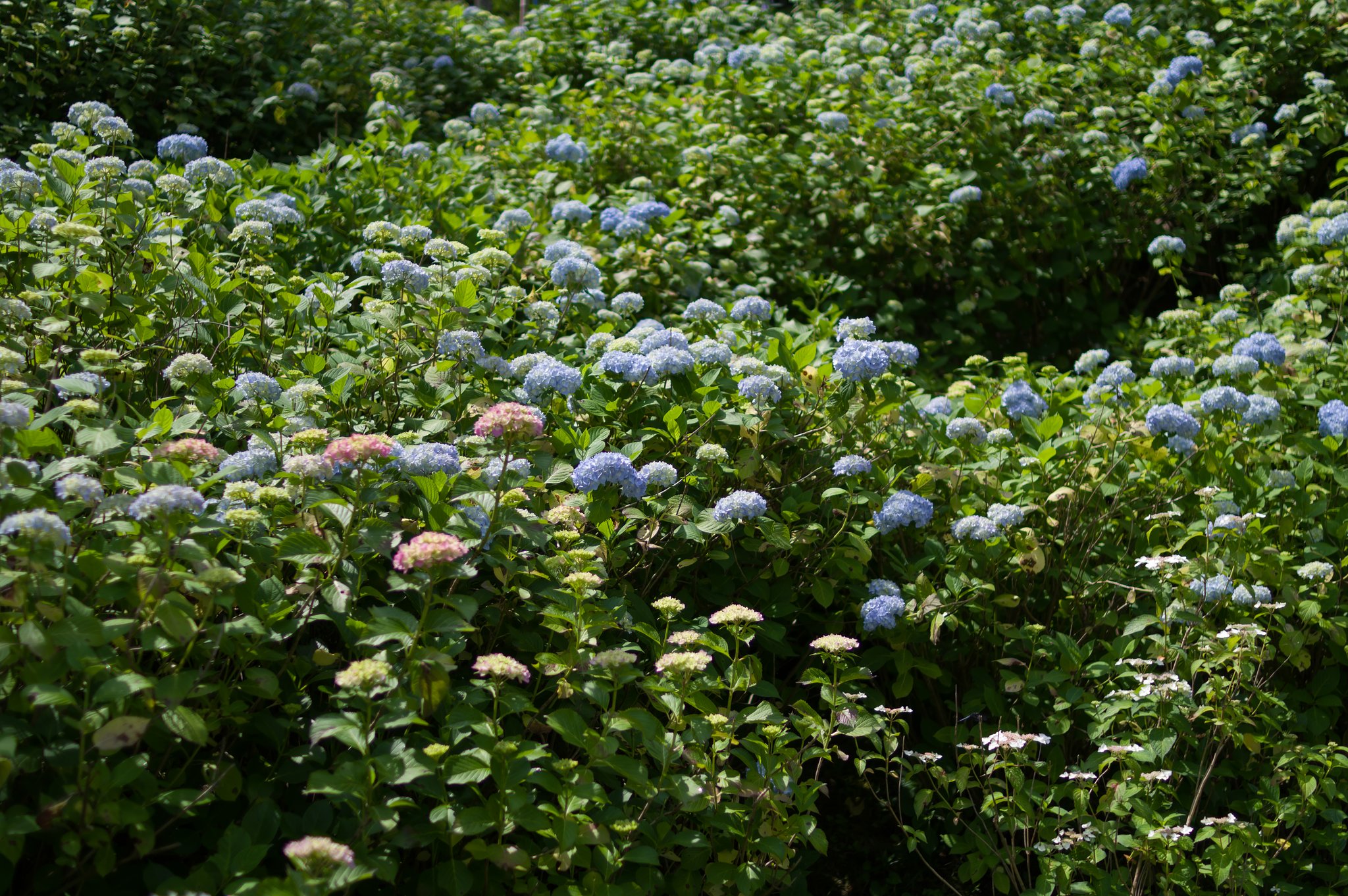 【初夏】紫陽花