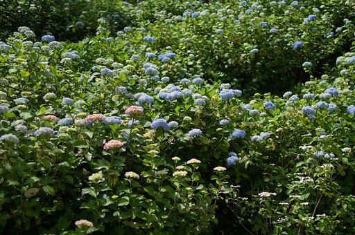 【初夏】紫陽花