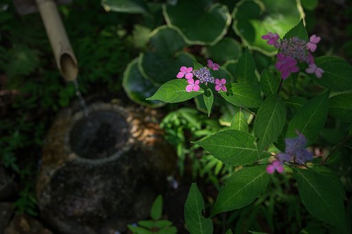 夏日の紫陽花