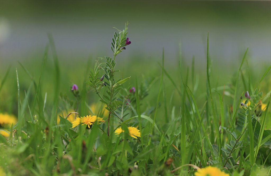 野辺の花