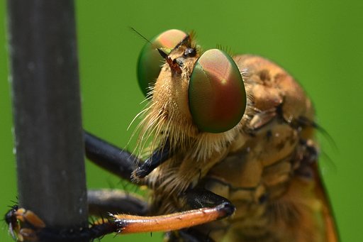 【横顔】昆虫界の猛獣