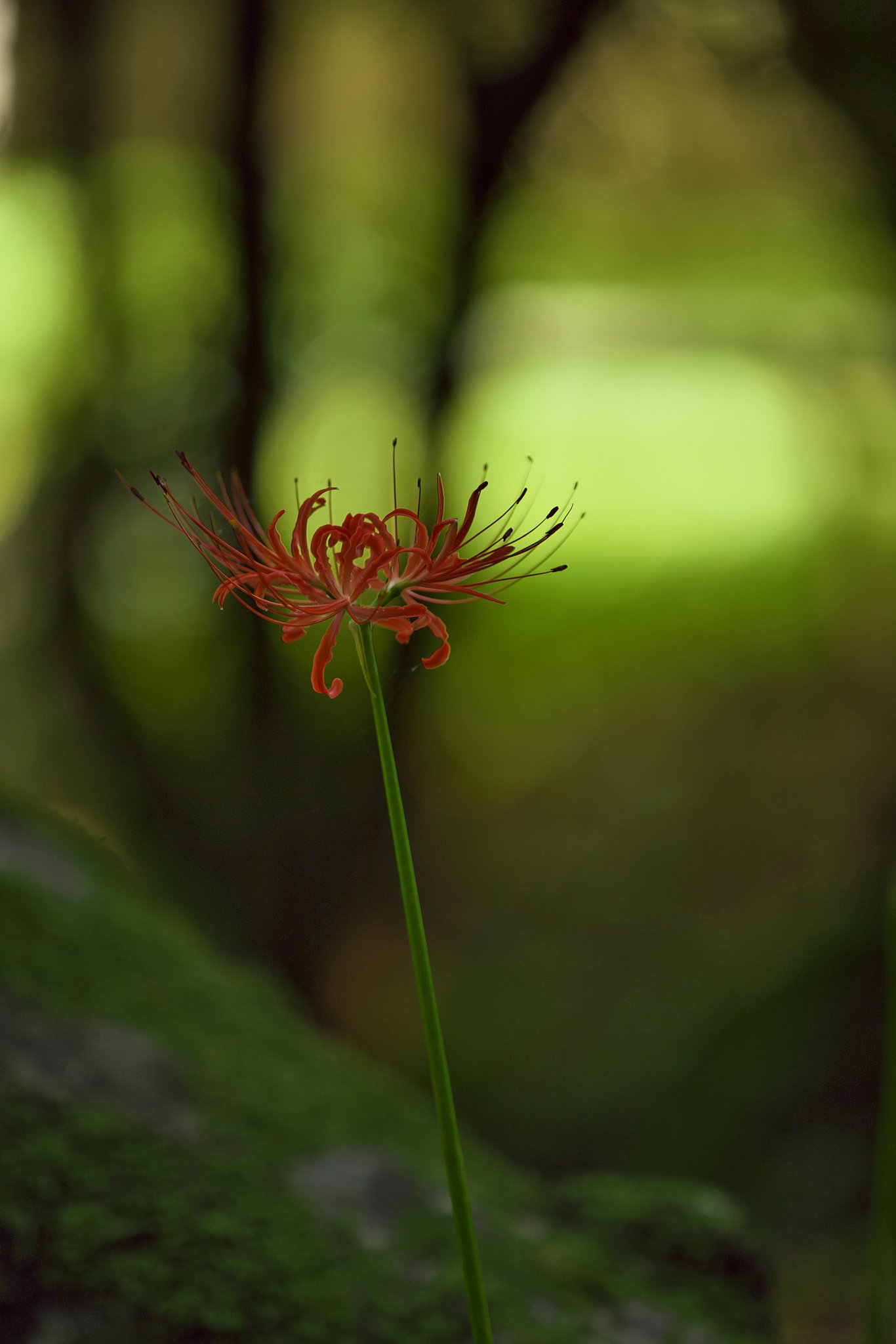 想思華