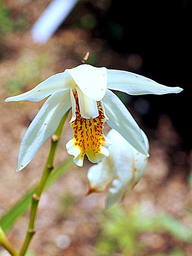 トキソウかも？