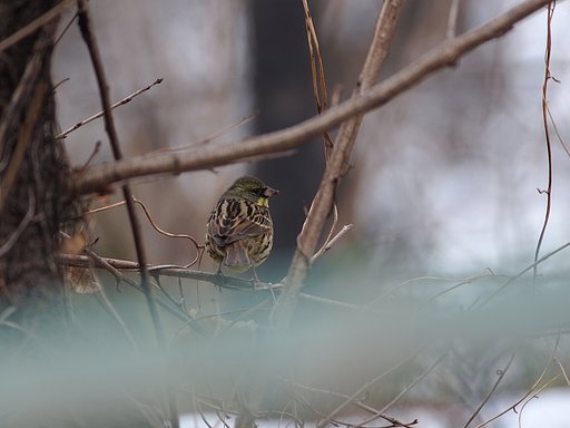 冬木に和んで(6)