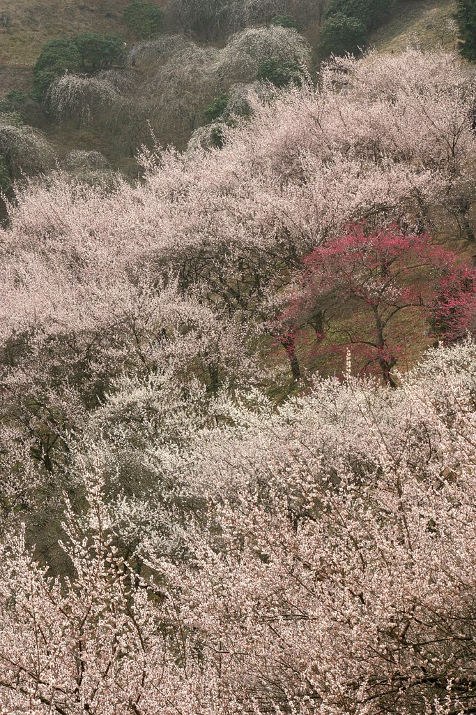 吉野梅林