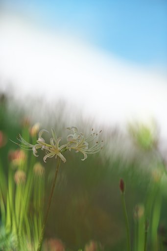 白一点
