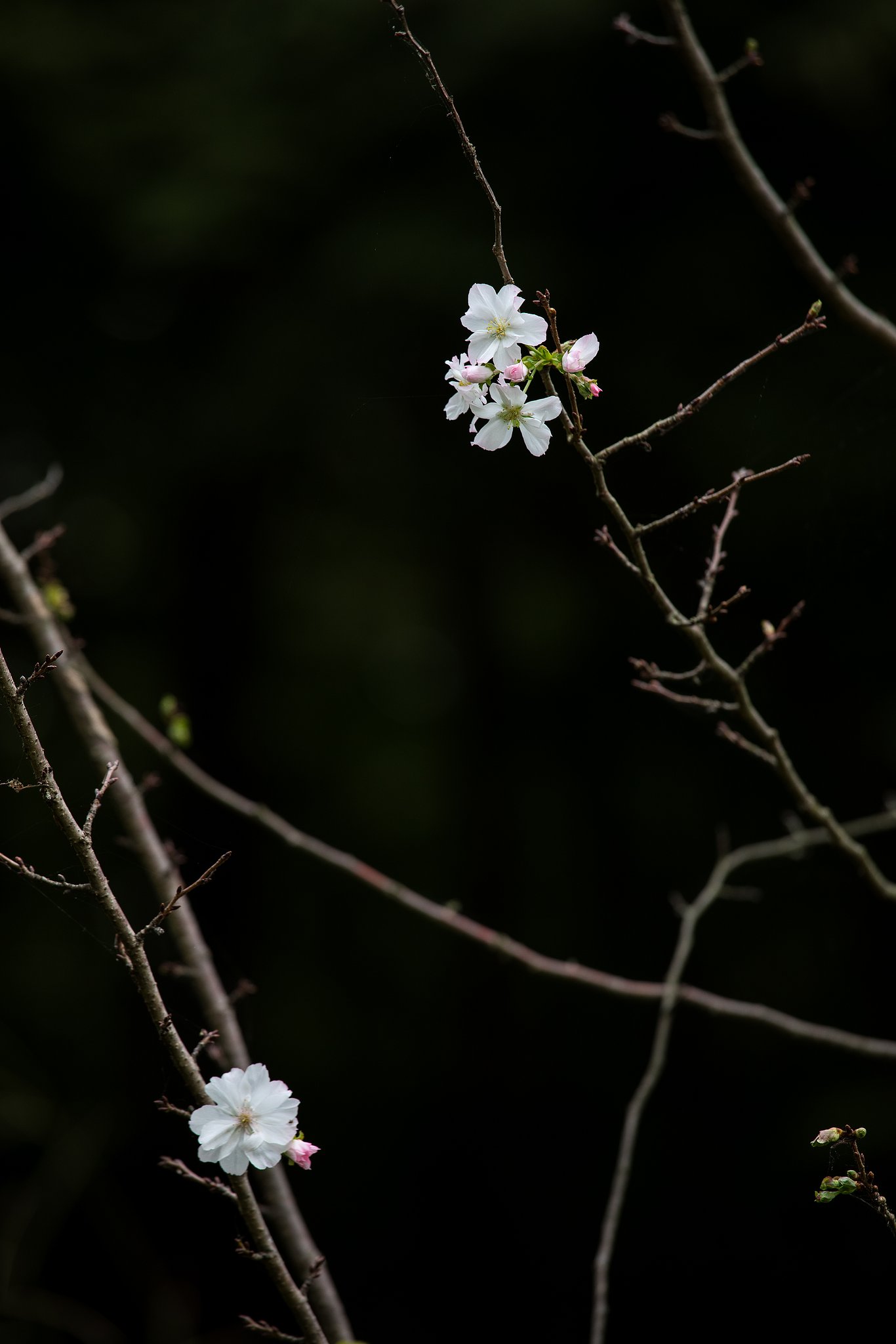 十月桜