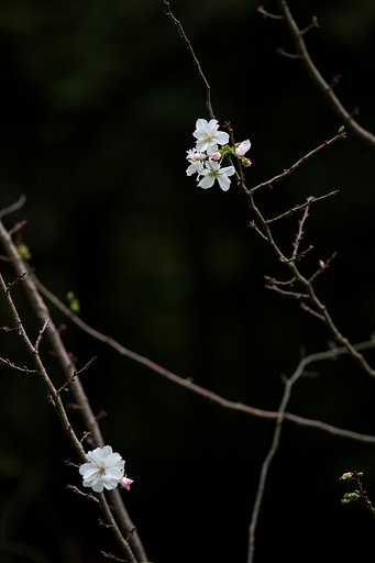十月桜
