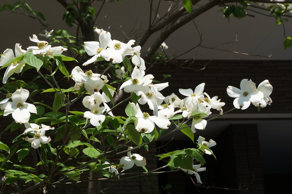 「白」　い花