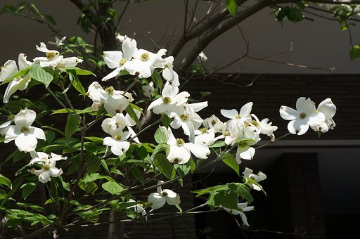 「白」　い花