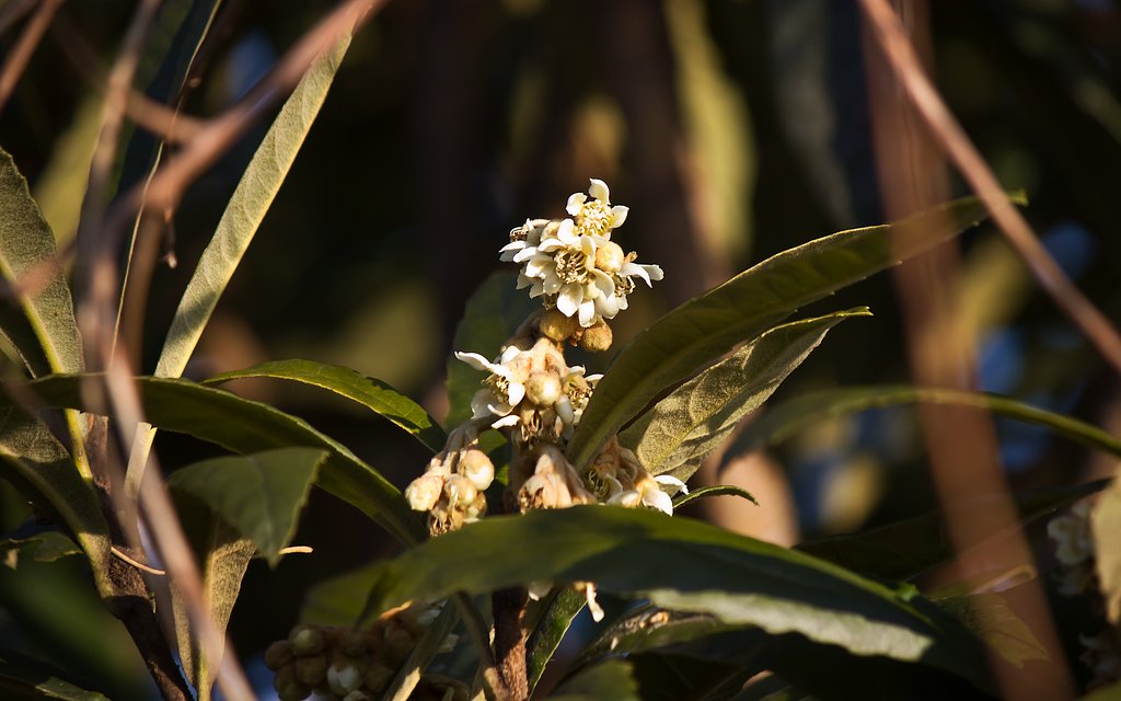 冬の花「枇杷」