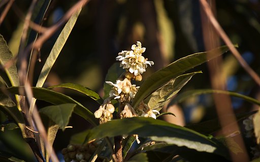 冬の花「枇杷」