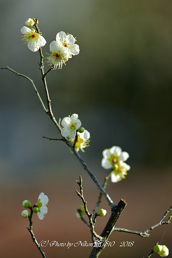 春の足踏み