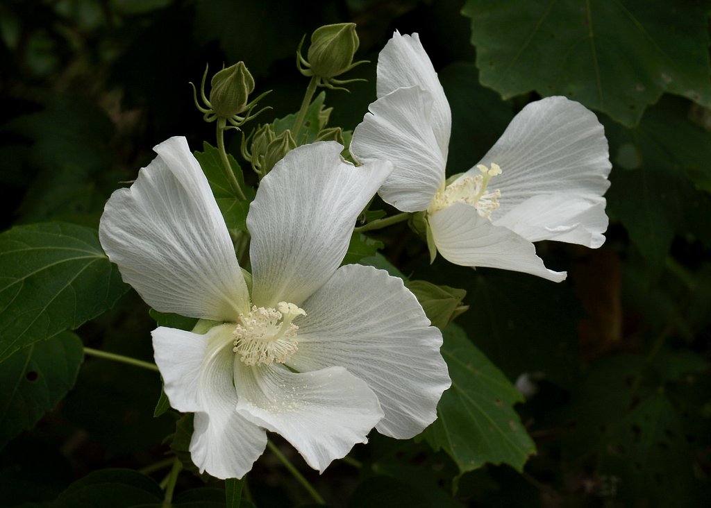 芙蓉の花