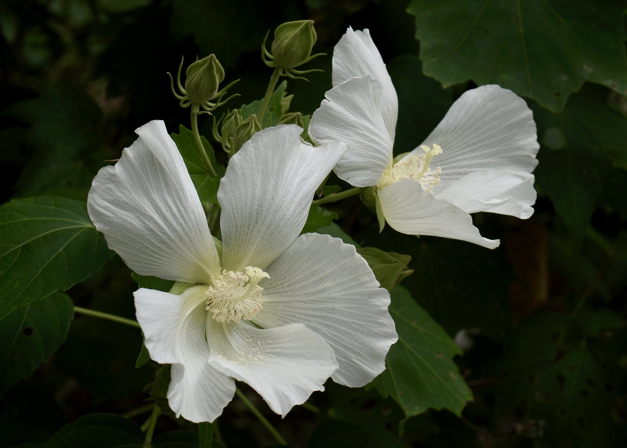 芙蓉の花