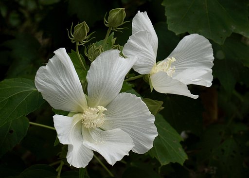 芙蓉の花