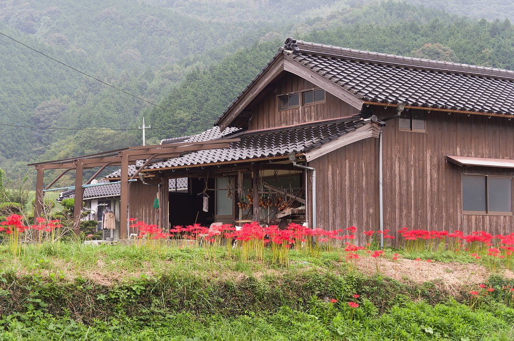 彼岸花