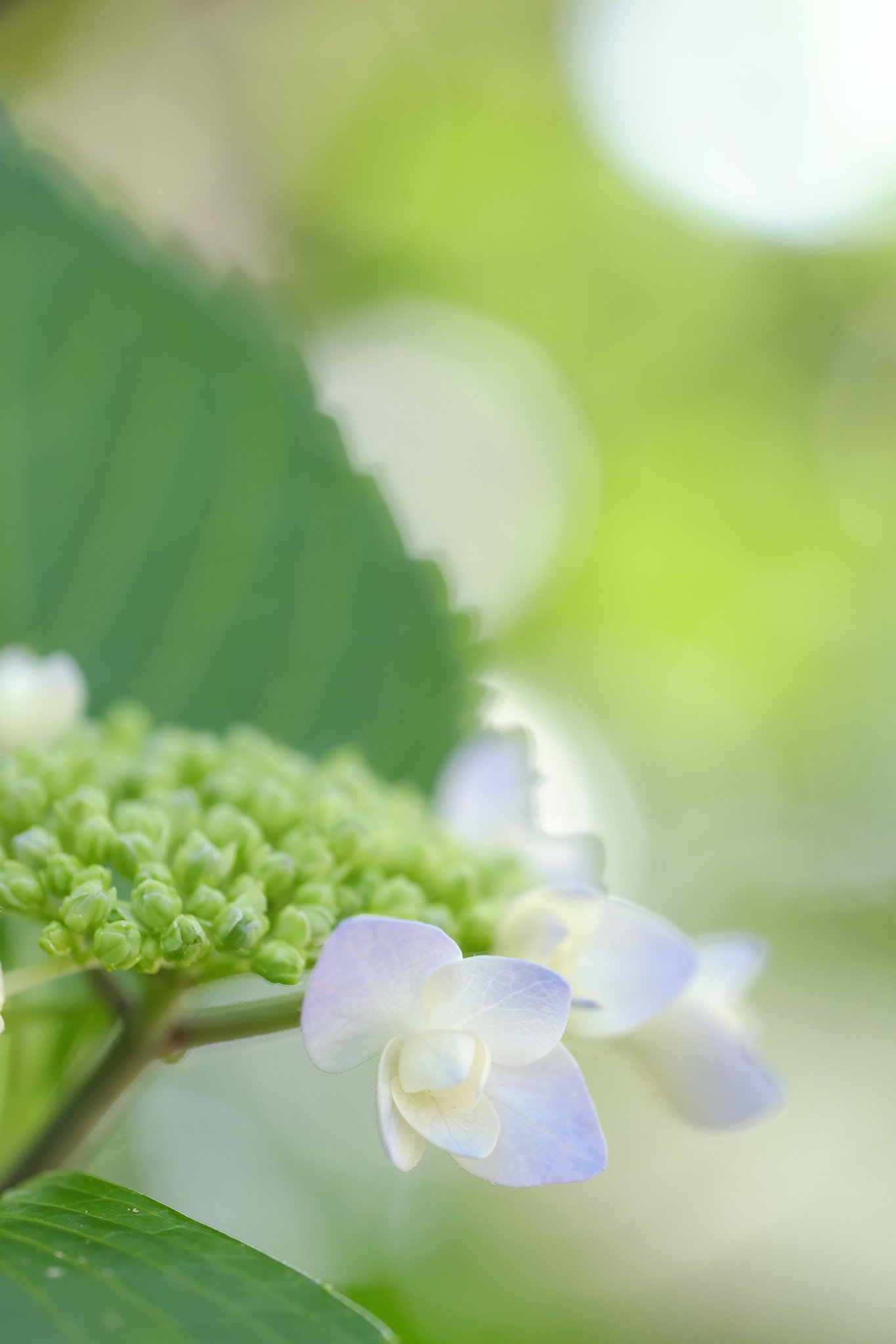 紫陽花