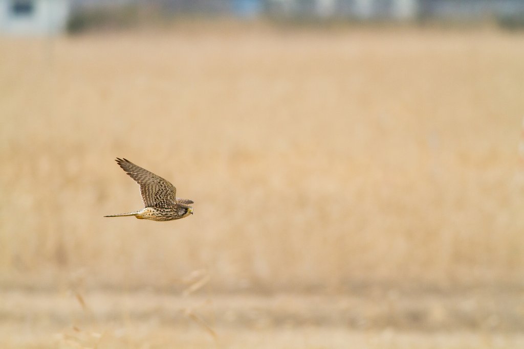 チョウゲンボウ♀