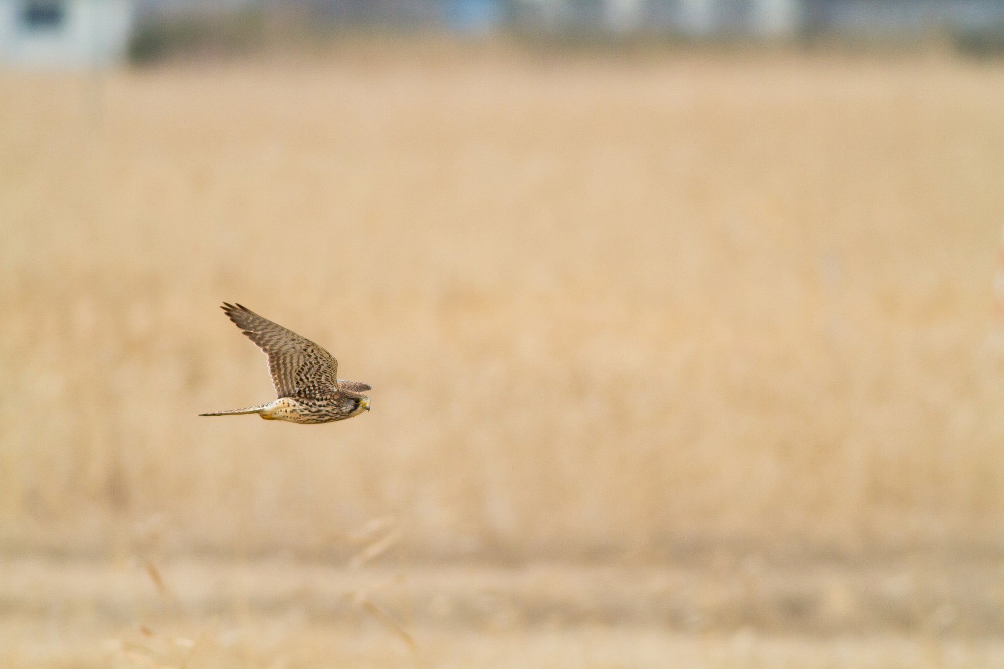 チョウゲンボウ♀