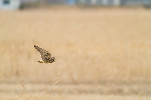 チョウゲンボウ♀