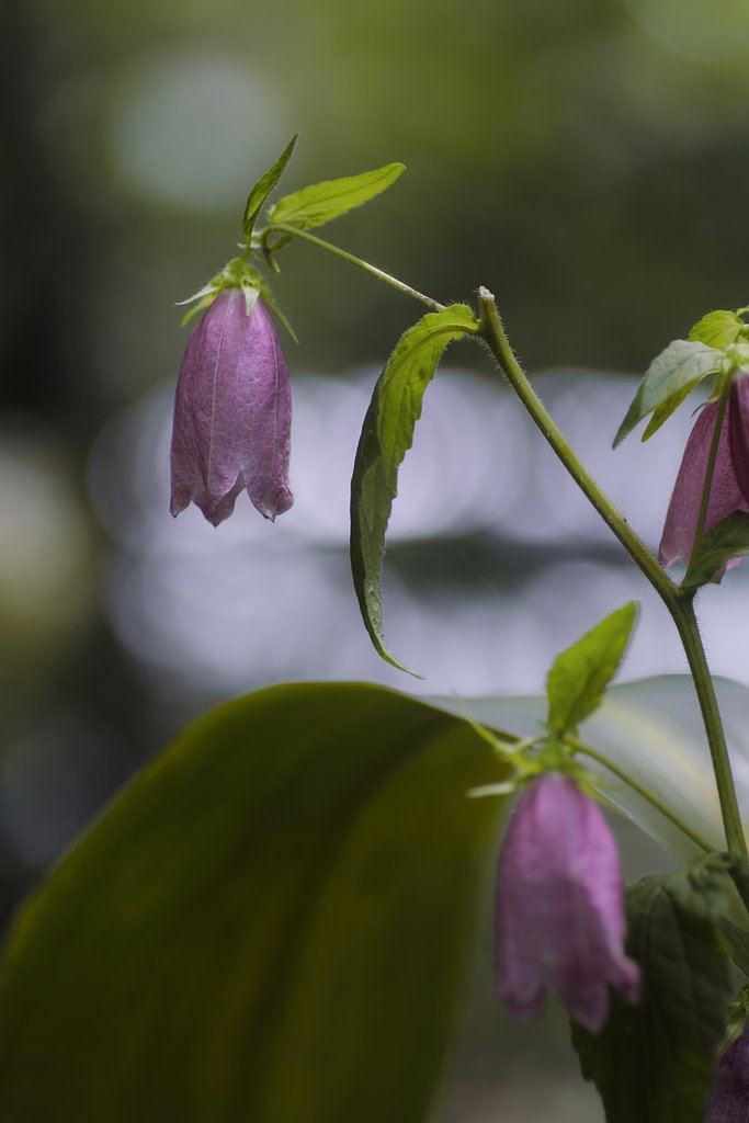 タムロン90mm F2.5　172EE
