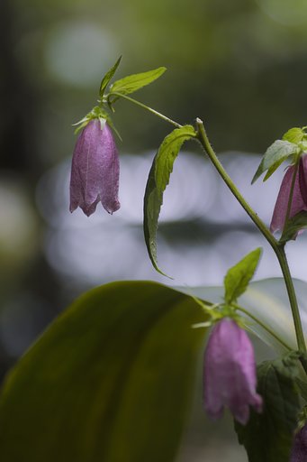 タムロン90mm F2.5　172EE