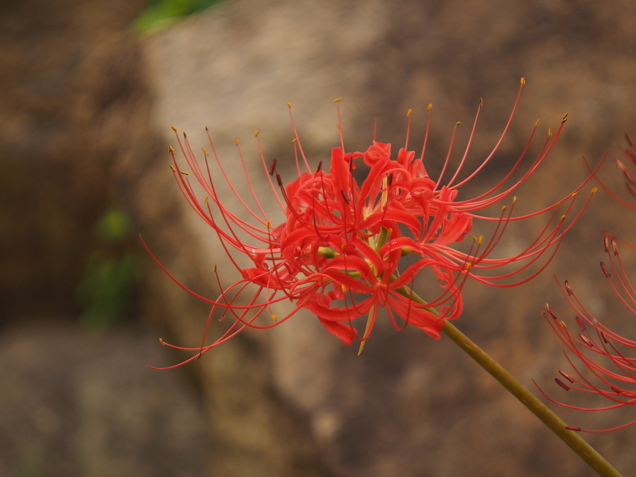 Sigma 50-500㎜F4.0-6.3:+MMF1