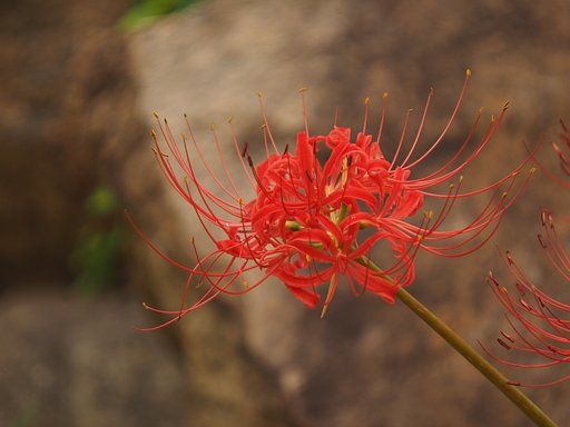 Sigma 50-500㎜F4.0-6.3:+MMF1