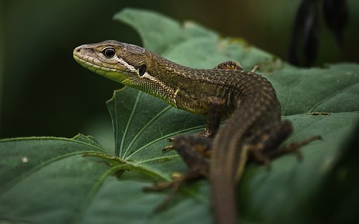 【横顔】 アップでカナヘビ