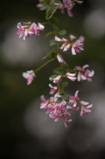 萩の花
