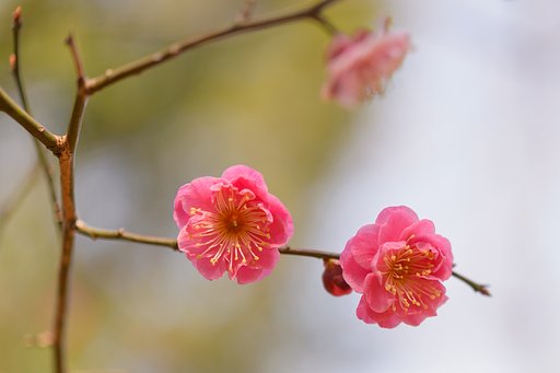 紅梅